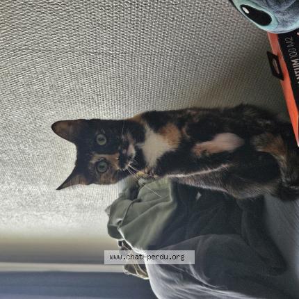 Photo 1/1 Pépite Chat lost in Toulouse