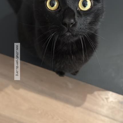 Photo 1/1 Ténèbres Chat lost in Paris