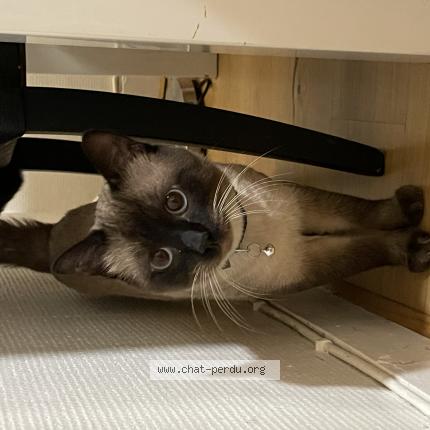 Photo 1/1 Found cat Found in Paris