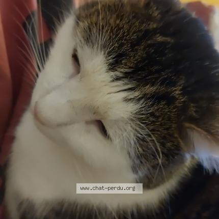 Photo 1/2 Simba Chat lost in Incourt