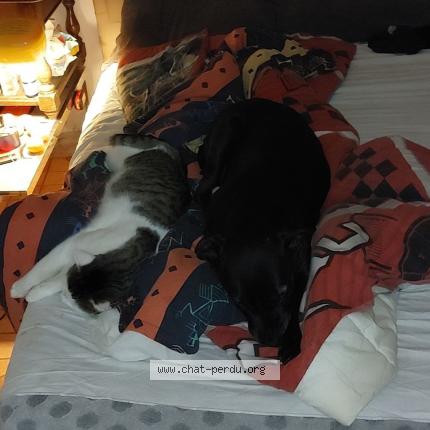 Photo 2/2 Simba Chat lost in Incourt