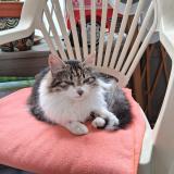 Picture of cat found at Canet En Roussillon