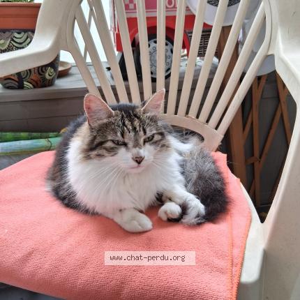 Photo 1/1 Cat reunited Found in Canet en roussillon