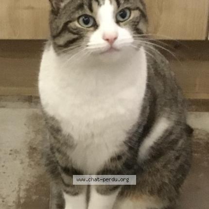 Photo 1/1 Rasta Chat lost in Strasbourg cronenbourg