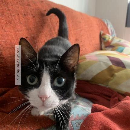 Photo 1/1 Te fiti Chat lost in Ixelles