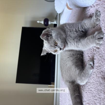 Photo 1/1 titi Chat lost in Cerny