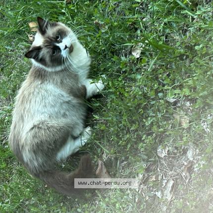 Photo 1/1 Found cat Found in Eysines