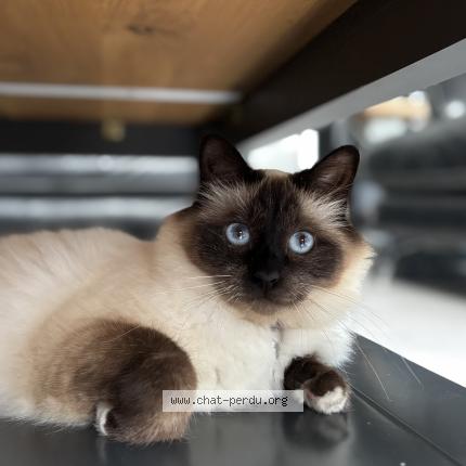 Photo 1/1 Topaze Chat lost in Lambres lez douai