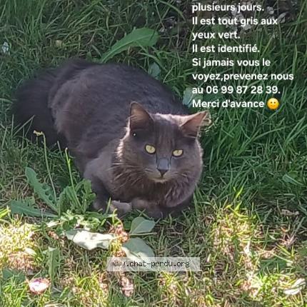 Photo 1/1 Inox Chat lost in Mormaison