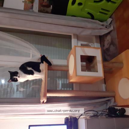 Photo 1/1 Paulette Chat lost in Les vans