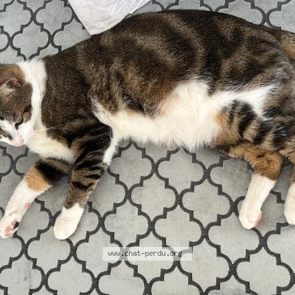 Photo 1/1 Prince Chat lost in Villepinte