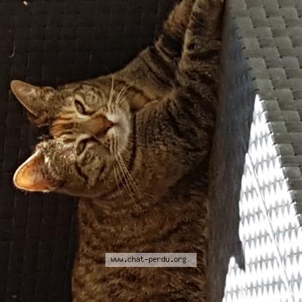 Photo 1/1 HINDI clochette Chat lost in Colomiers 31770