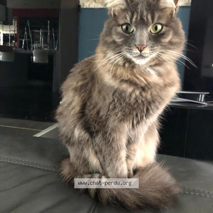 Photo 1/1 Silver Chat lost in Le fauga