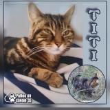 Picture of cat lost at Le Rheu