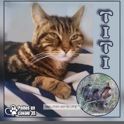 Photo 1/1 Titi Chat lost in Le rheu