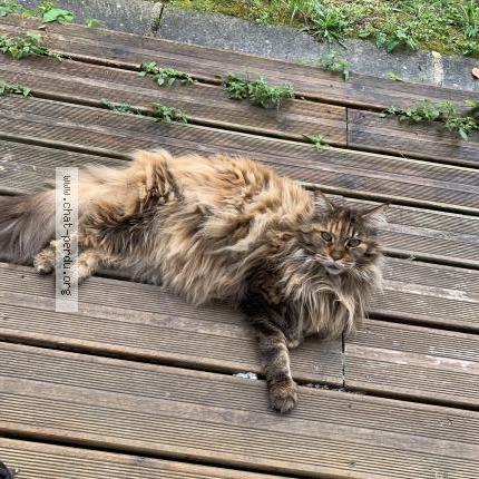 Photo 1/1 Lily Chat lost in Vence