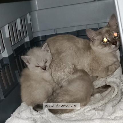 Photo 1/1 Sans nom Chat lost in Nantes