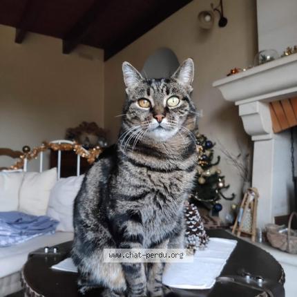 Photo 1/1 Poupinou Chat lost in Lancon provence val de sibourg