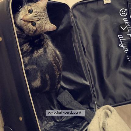 Photo 1/2 Perle Chat lost in Terres de haute charente