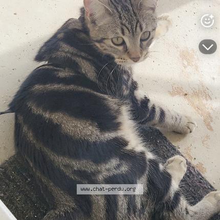 Photo 2/2 Perle Chat lost in Terres de haute charente