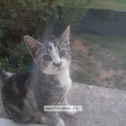 Photo 1/1 Stitch Chat lost in Laneuveville devant nancy