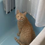 Picture of cat lost at Ploemeur