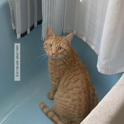 Photo 1/1 ELIOTT Chat lost in Ploemeur