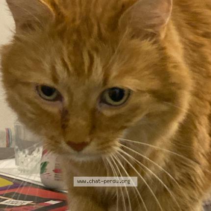 Photo 1/1 MOUSTIQUE Chat lost in Beaucourt