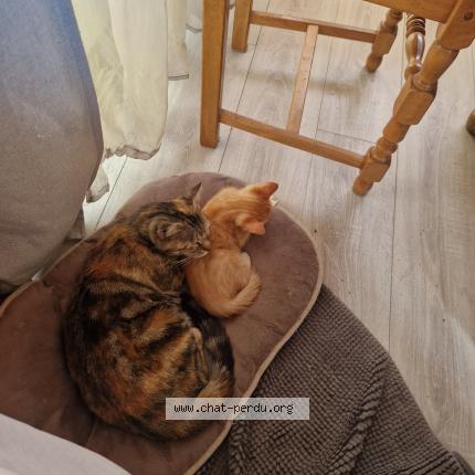 Photo 1/1 Fifille Chat lost in Vendays montalivet