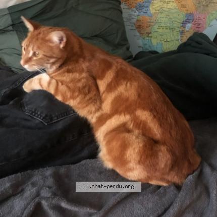 Photo 1/1 Sun Chat lost in Verac