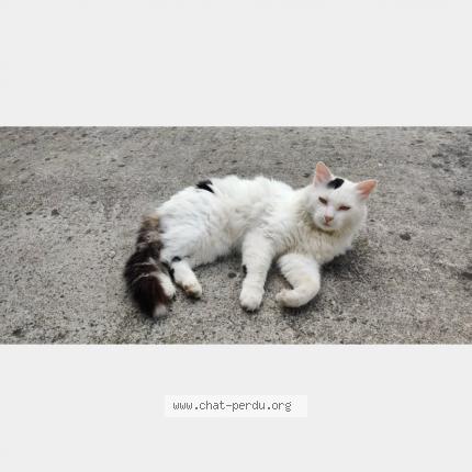 Photo 1/1 Found cat Found in La tourlandry