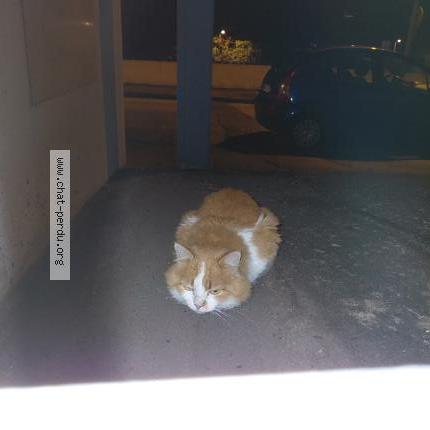 Photo 1/1 Found cat Found in Limoges