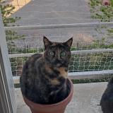 Picture of cat lost at Rennes