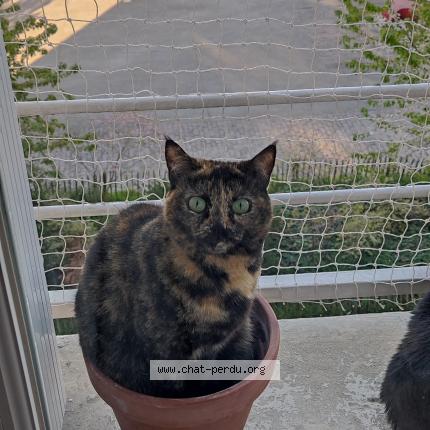 Photo 1/1 Tetra Chat lost in Rennes