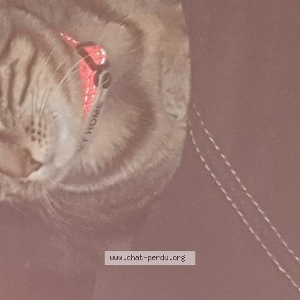 Photo 1/1 Pacha Chat lost in Geste