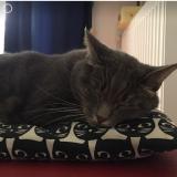 Picture of cat lost at Annecy Le Vieux