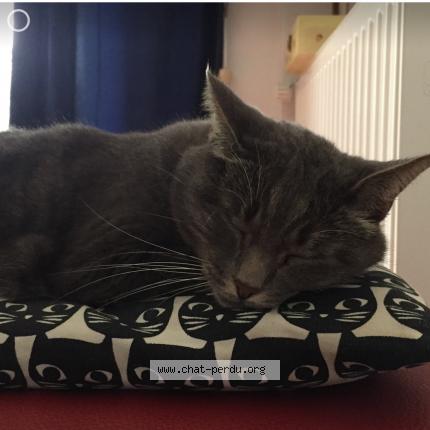 Photo 1/1 Mitsy Chat lost in Annecy le vieux