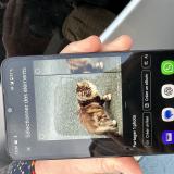 Picture of cat found at Amiens