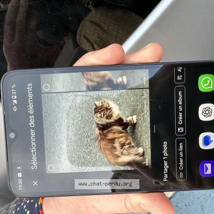 Photo 1/1 Found cat Found in Amiens