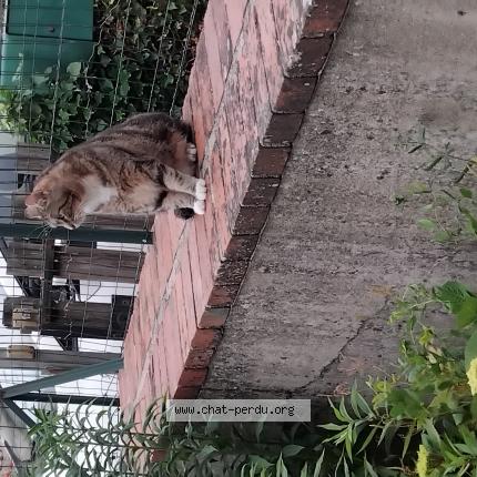 Photo 1/1 Tasdebois Chat lost in Coulanges les nevers