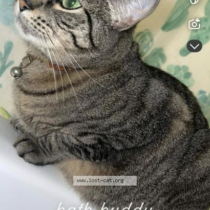 Photo 1/1 Nova Chat lost in Salem