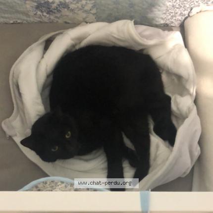 Photo 1/1 Moumi Chat lost in Heurtevent