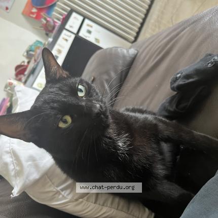 Photo 1/1 booboo Chat lost in Volonne