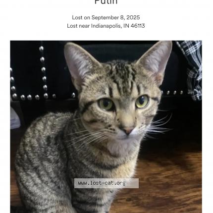 Photo 1/1 Putin Chat lost in Camby