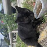 Picture of cat found at Bordeaux