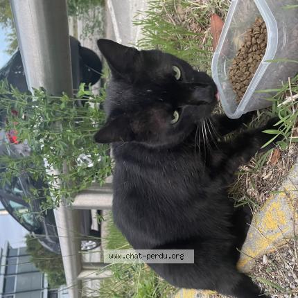 Photo 1/1 Found cat Found in Bordeaux