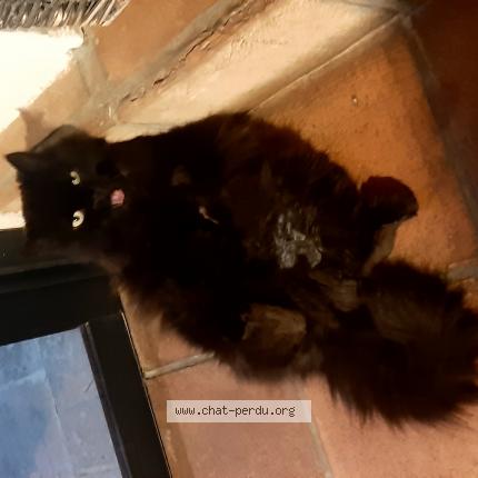 Photo 1/1 Mat Chat lost in Nans les pins