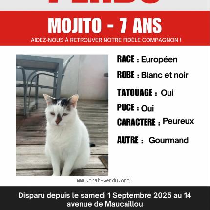 Photo 1/1 Mojito Chat lost in Saint sulpice et cameyrac