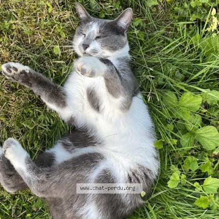 Photo 1/1 Ga&iuml;a Chat lost in Charnay