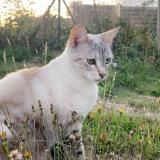 Picture of cat lost at Bouguenais
